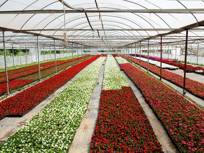 Sông Lam Aquaponics - Gieo mầm tương lai 11 8